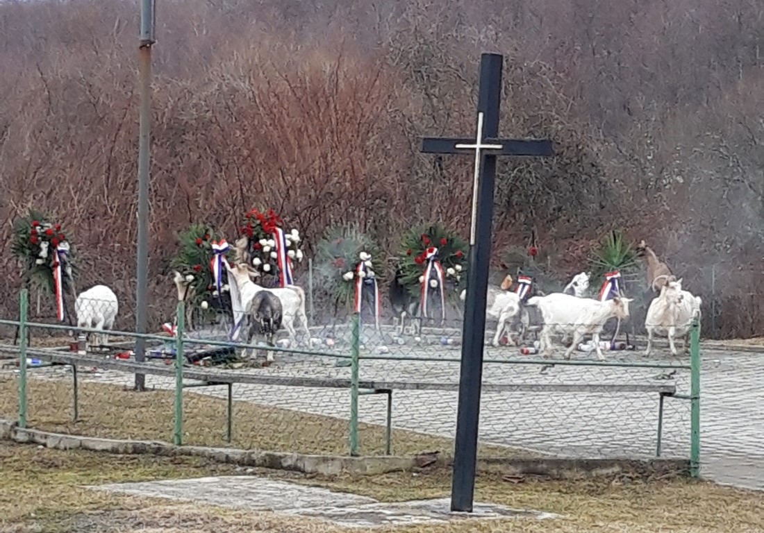 ŽIVOTINJE NA CESTAMA 11 prijava protiv istog vlasnika na Bučju