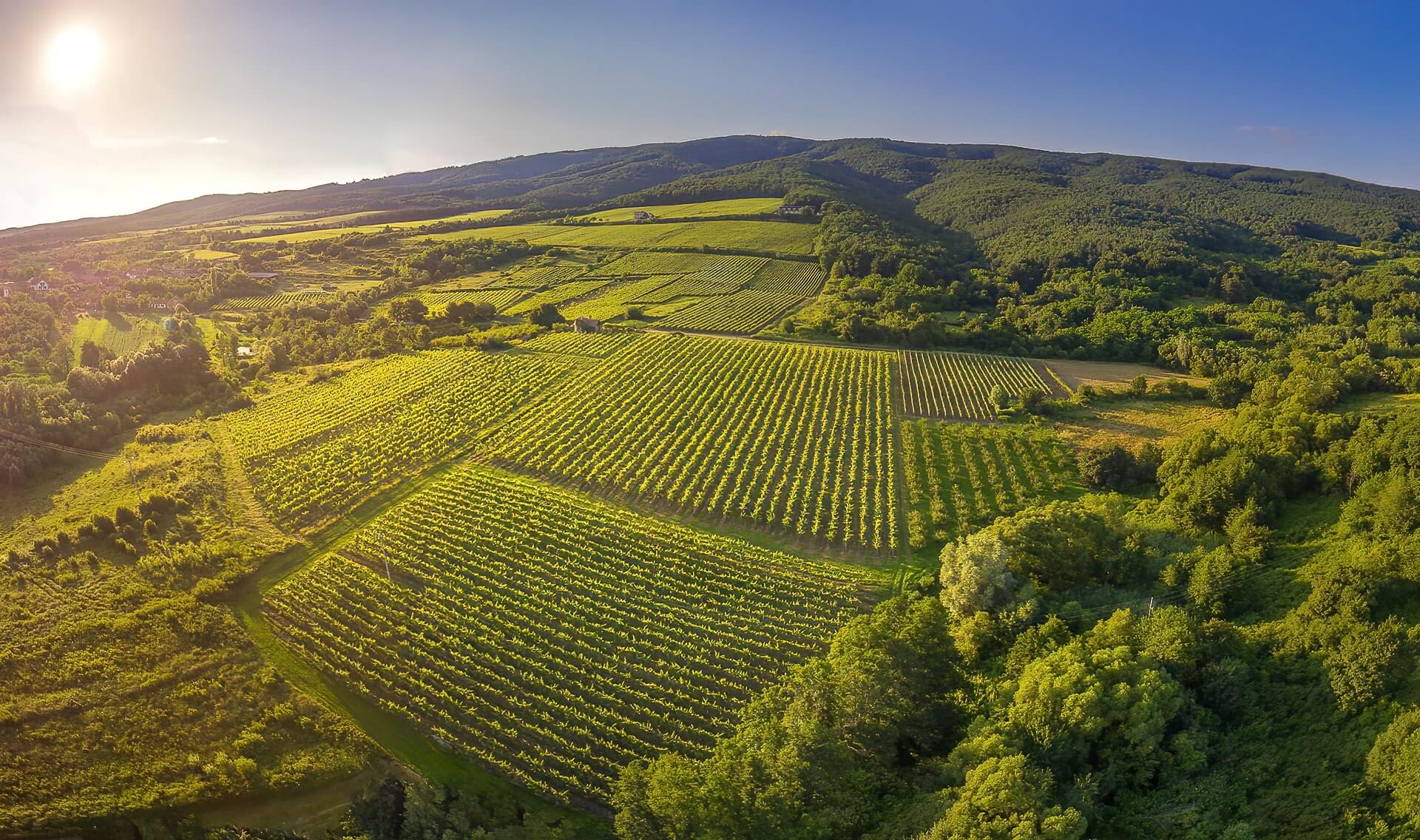 PROMO Vrhunska vina Zlatne Slavonije sjajan temelj za modernu interpretaciju tradicionalnih jela