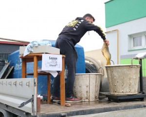 TRŽNICA PAKRAC Svježi šaran u prodaji do Božića