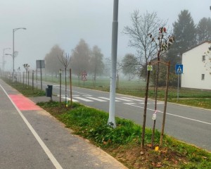 OZELENJAVANJE PAKRACA Nastavlja se sadnja stabala na 7 lokacija