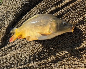 TRŽNICA PAKRAC Prodaja ribe nastavlja se i ovog četvrtka