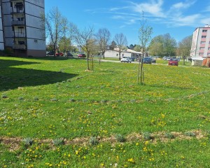 Mirisni labirint cvate i odlično je očuvan, neka tako i ostane!